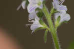 Common gypsyweed